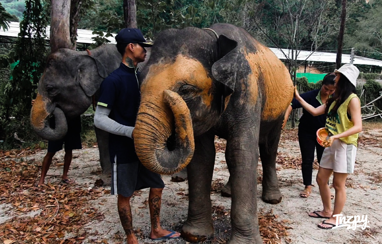 เลี้ยงช้าง สร้างรอยยิ้ม ที่ ภูเก็ต ที่ Elephant Retirement Park Phuket
