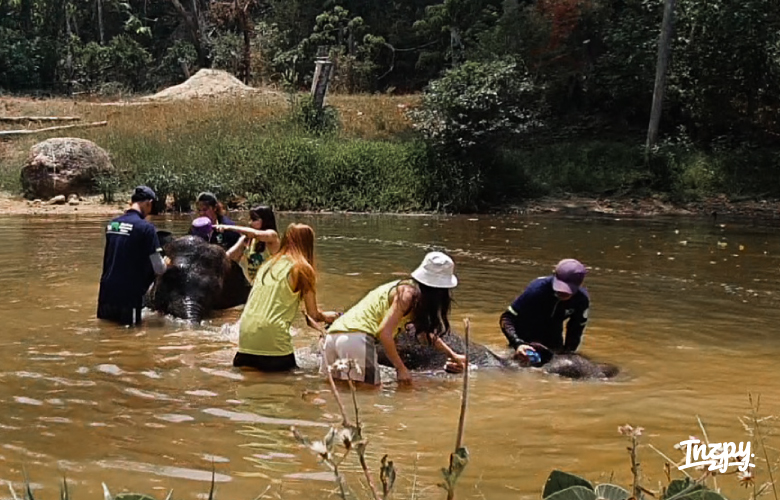 เลี้ยงช้าง สร้างรอยยิ้ม ที่ ภูเก็ต ที่ Elephant Retirement Park Phuket