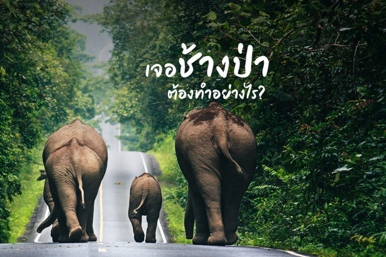 ทำอย่างไร? เมื่อต้องเผชิญหน้ากับช้างป่า