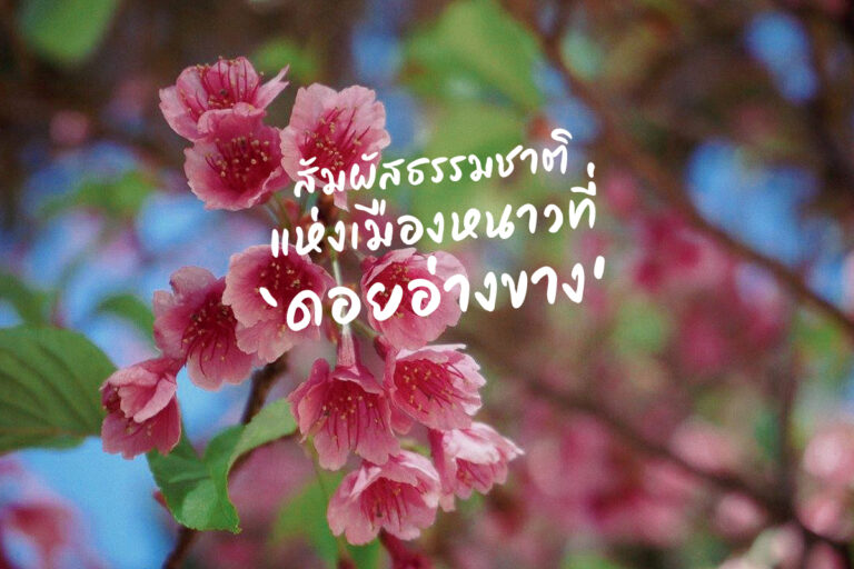 ดอยอ่างขาง สัมผัสธรรมชาติแห่งเมืองหนาว