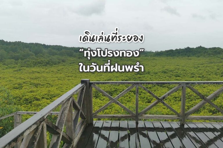 เดินเล่นที่ระยอง “ทุ่งโปรงทอง ” ในวันฝนพรำ