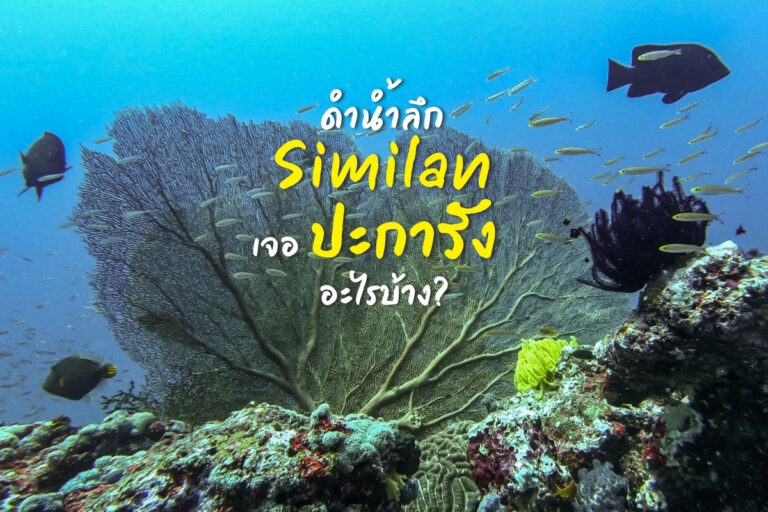 ดำน้ำลึก Similan เจอ ปะการัง อะไรบ้าง มาส่องกัน