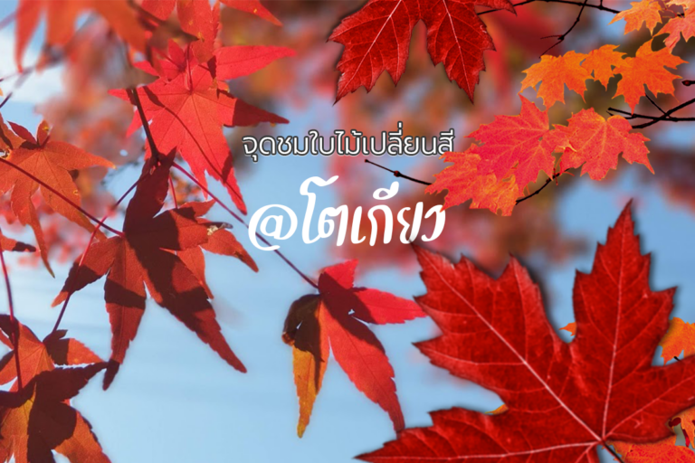 จุดชมใบไม้เปลี่ยนสียอดนิยม ที่โตเกียว