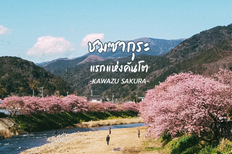 ชมซากุระแรกแห่งคันโต “KAWAZU SAKURA”