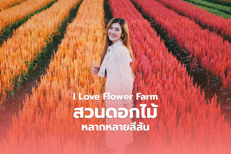 แปลงสวนดอกไม้ หลากหลายสีสัน ที่ I love Flower Farm