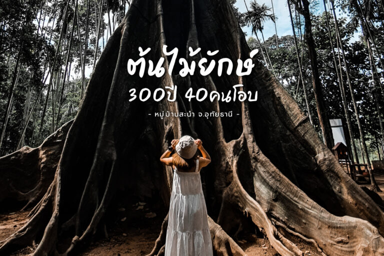 ต้นไม้ยักษ์ อายุ 300ปี 40คนโอบ หมู่บ้านสะนำ จังหวัดอุทัยธานี