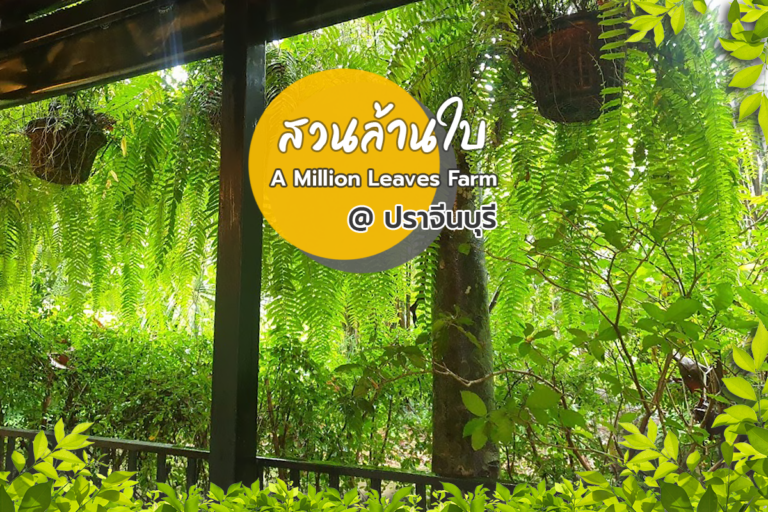 สวนล้านใบ A Million Leaves Farm ปราจีนบุรี