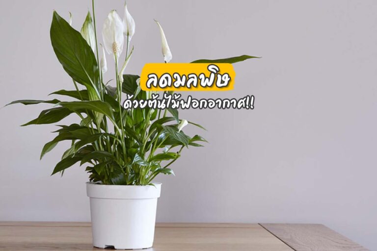 ลดมลพิษ ด้วยต้นไม้ฟอกอากาศ !!