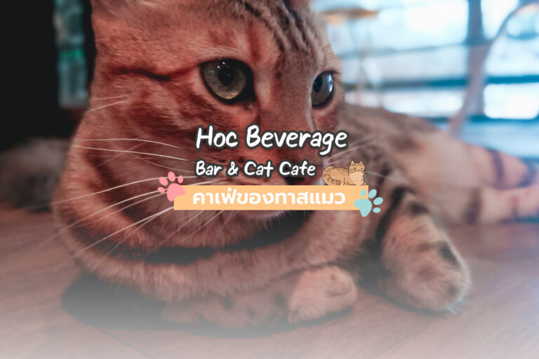 Hoc Beverage Bar & Cat Cafe คาเฟ่ของทาสแมว