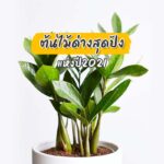 ต้นไม้ด่าง สุดปังปี2011