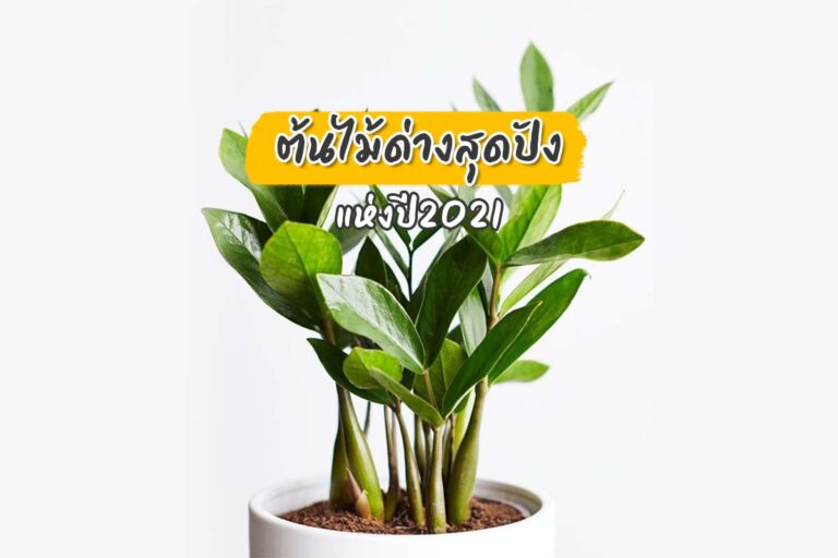 ต้นไม้ด่าง สุดปังแห่งปี 2021!!