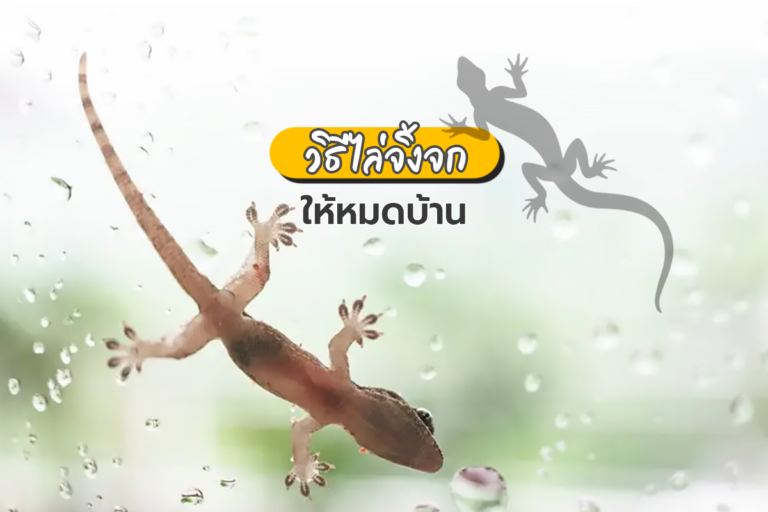 ไล่จิ้งจก อย่างไรให้ได้ผล !!!
