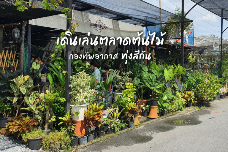เดินเล่น ตลาดต้นไม้ กองทัพอากาศ ทุ่งสีกัน ช่วยให้รู้สึกผ่อนคลาย