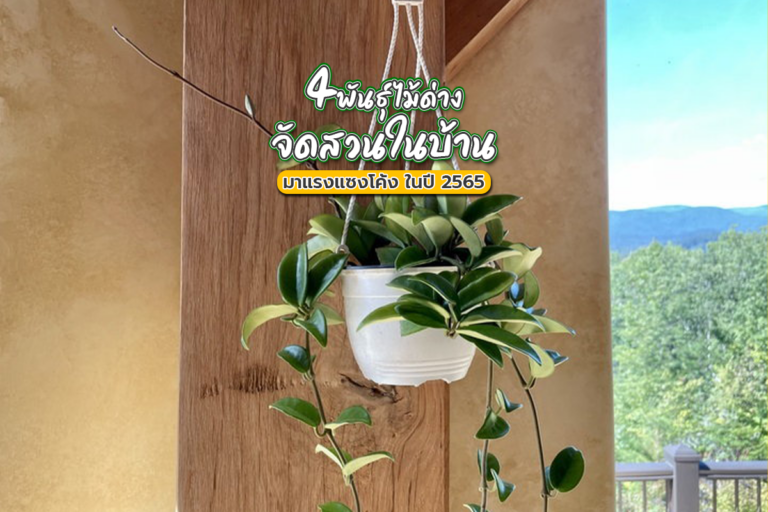4 พันธุ์ไม้ด่าง เหมาะจัดสวนในบ้านมาแรงแซงโค้ง ในปี 2565!!