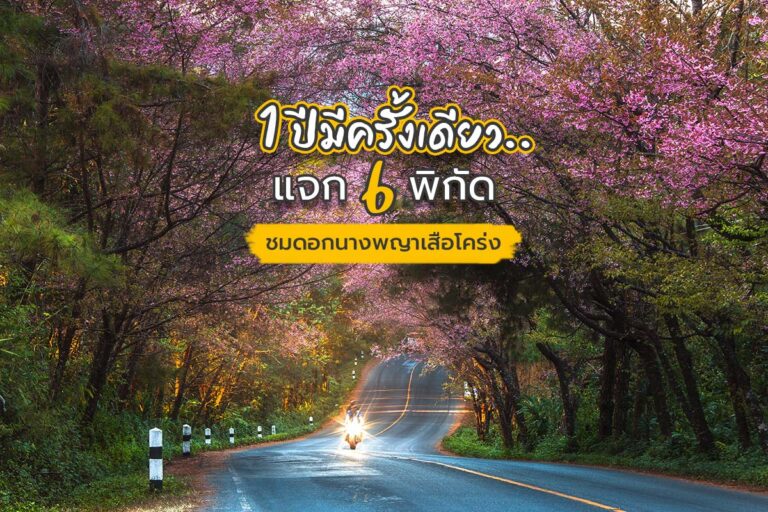 1 ปีมีครั้งเดียว แจก 6 พิกัดชมดอกนางพญาเสือโคร่ง