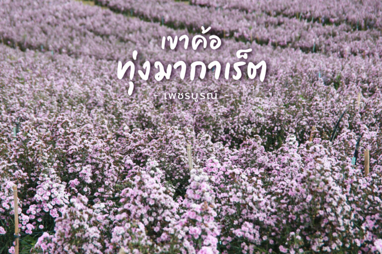 ทุ่งมากาเร็ต ที่ ไฮเดรนเยีย เขาค้อ คาเฟ่ สวนดอกไม้ หลากสีสัน ถ่ายรูปสวย ปังไม่ไหว