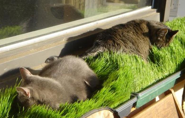หญ้าแมว