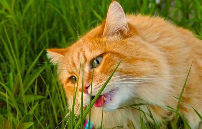 How to cat grass