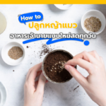 How to ปลูกหญ้าแมว อาหารเจ้านายแบบใหม่สดทุกวัน