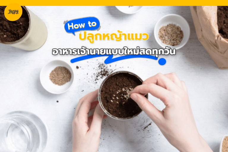 How to cat grass (ปลูกหญ้าแมว) อาหารเจ้านายแบบใหม่สดทุกวัน
