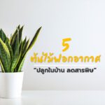 5 ต้นไม้ฟอกอากาศ ปลูกในบ้าน ลดสารพิษ!!