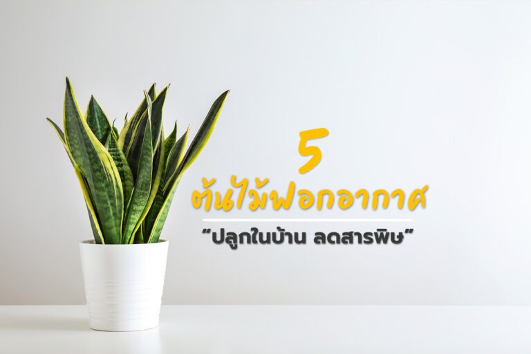 5 ต้นไม้ฟอกอากาศ ปลูกในบ้าน ลดสารพิษ!!