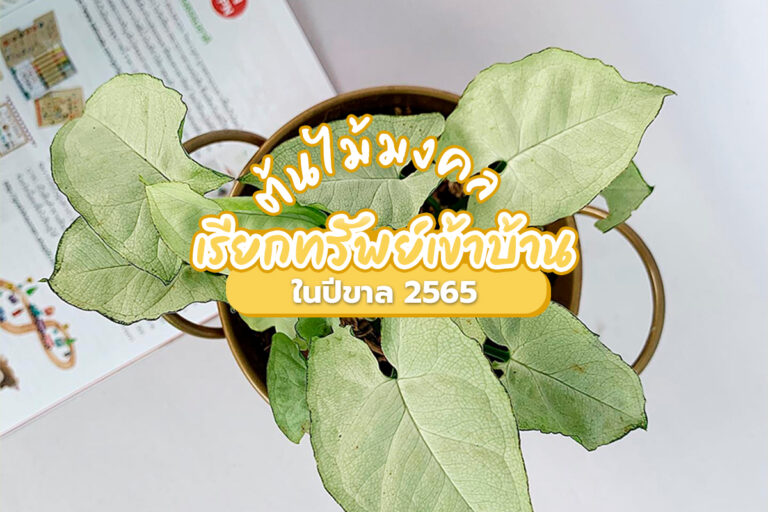 ต้นไม้มงคลเรียกทรัพย์ เข้าบ้านในปีขาล 2565