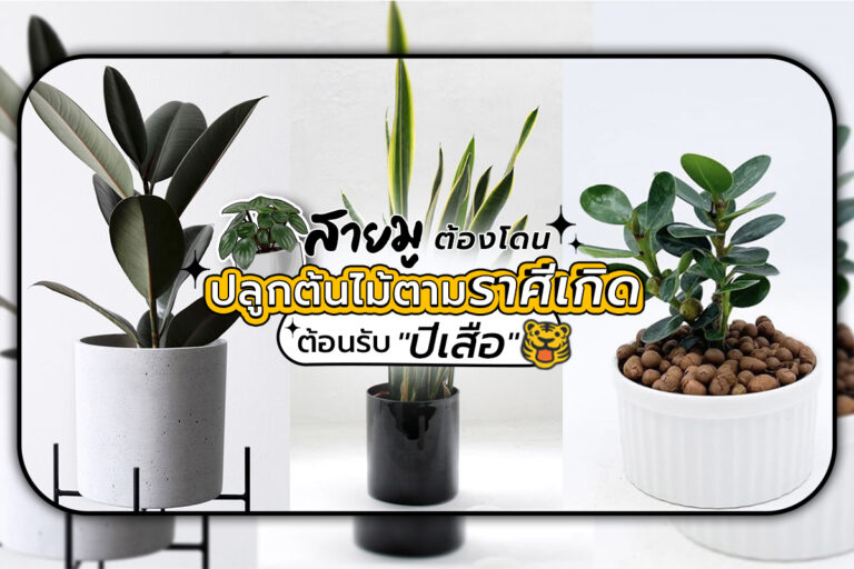 สายมู ต้องโดนปลูกต้นไม้ตามราศีเกิด เสริมความปังต้อนรับ ” ปีเสือ “