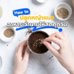 How to ปลูกหญ้าแมว อาหารเจ้านายแบบใหม่สดทุกวัน