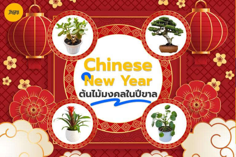 Chinese New Year ต้นไม้มงคลในปีขาล