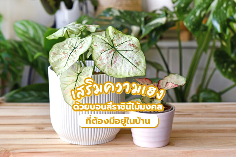 เสริมความเฮง ด้วยบอนสีราชินีไม้มงคลต้องมีอยู่ในบ้าน