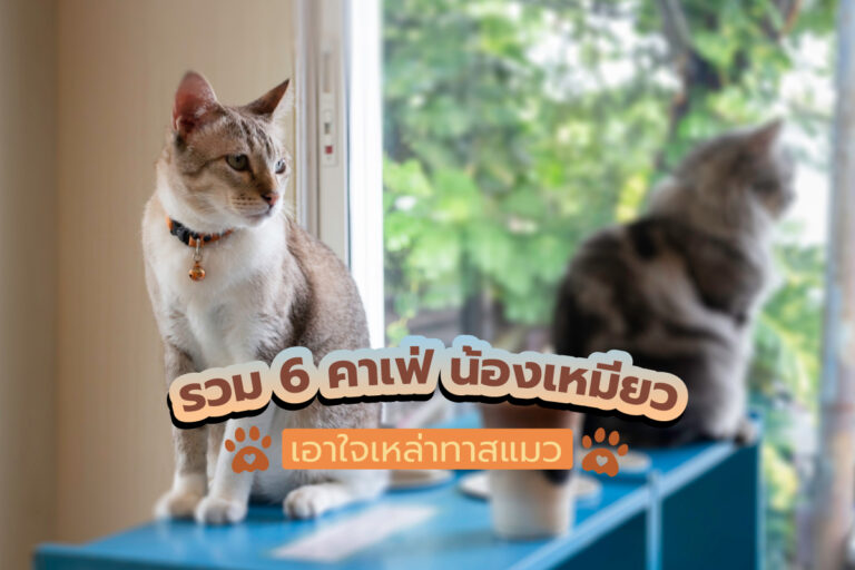 รวม 6 คาเฟ่น้องเหมียว เอาใจเหล่าทาส มาเล่นกับน้องกันเถอะ!