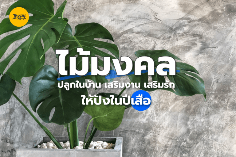 ไม้มงคลปลูกในบ้าน เสริมงาน เสริมรัก ให้ปังในปี(เสือ)