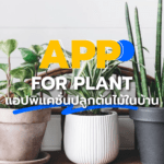 APP FOR PLANT แอปพิแคชั่นปลูกต้นไม้ในบ้าน