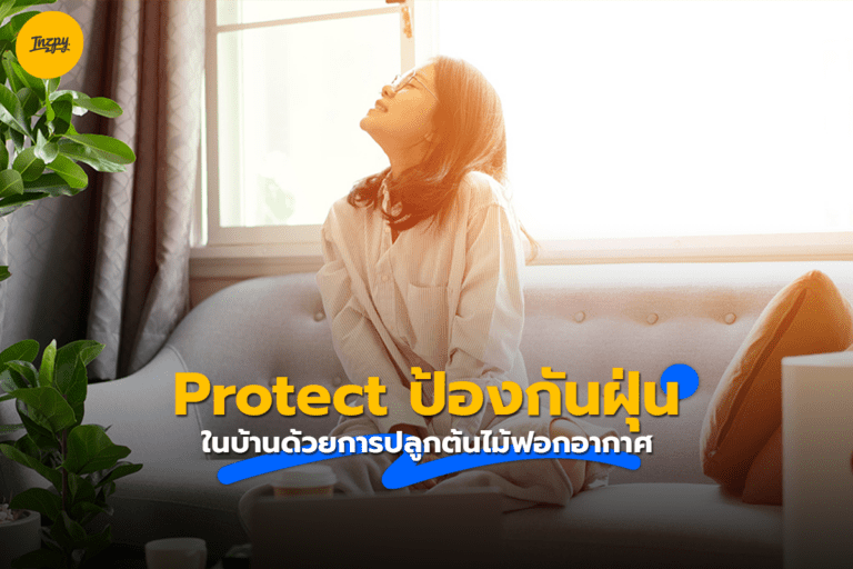 Protect ป้องกันฝุ่นในบ้านด้วยการปลูกต้นไม้ฟอกอากาศ