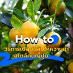 How to วิธีการเปลี่ยนส้มให้หวานช่ำสไตล์คนญี่ปุ่น…