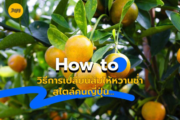 How to วิธีการเปลี่ยนส้มให้หวานช่ำสไตล์คนญี่ปุ่น…