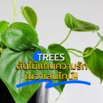 Trees ต้นไม้แทนความรัก ในวาเลนไทน์!!