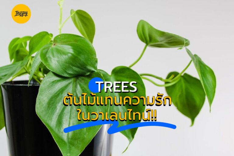 Trees ต้นไม้แทนความรัก ในวาเลนไทน์!!