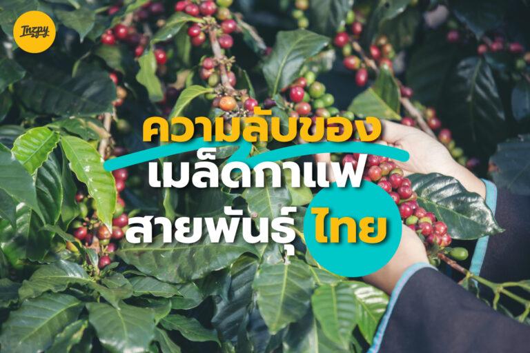 ความลับของ เมล็ดกาแฟ สายพันธุ์ไทย