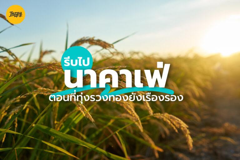 รีบไป นาคาเฟ่ ตอนที่ทุ่งรวงทองยังเรืองรอง
