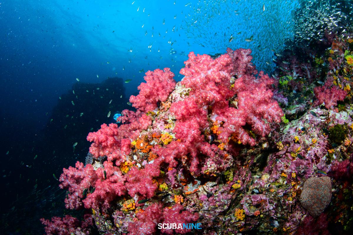 Unseen Thailand โลกใต้น้ำ อันดามันเหนือ 