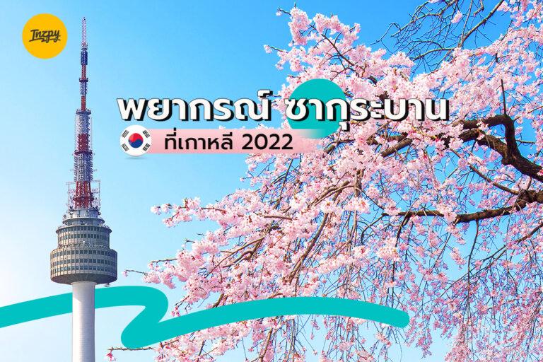 พยากรณ์ ซากุระบาน ที่เกาหลี 2022
