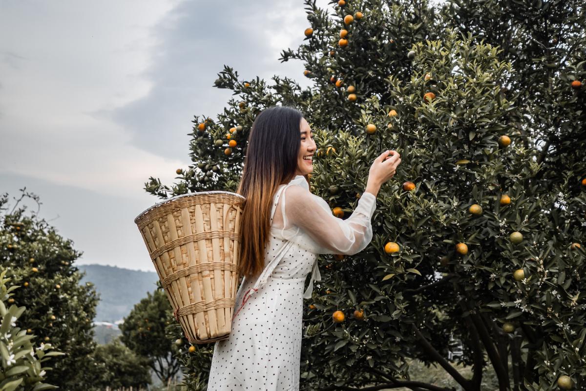 JINJU The Orange Farm สวนส้มจินจู อากาศดี วิวสวย ถ่ายรูปปัง สวนส้ม