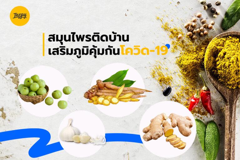 สมุนไพรติดบ้าน  เสริมภูมิคุ้มกันโควิด-19