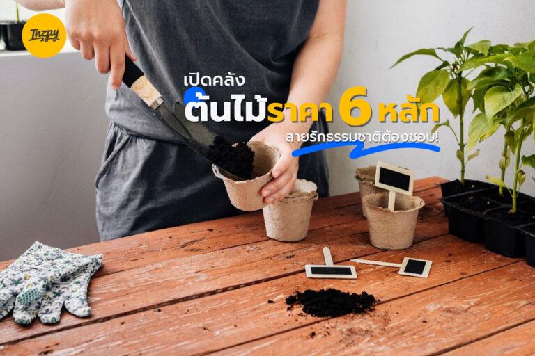 เปิดคลังต้นไม้ราคา 6 หลัก สายรักธรรมชาติต้องชอบ!