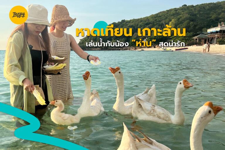 เล่นน้ำกับน้อง “ห่าน” สุดน่ารัก ที่ หาดเทียน เกาะล้าน