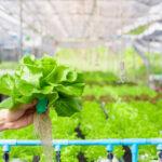 Hydroponics ปลูกผักง่ายๆ ไร้สารพิษทำเองที่บ้าน!