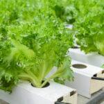 Hydroponics ปลูกผักง่ายๆ ไร้สารพิษทำเองที่บ้าน!