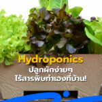 Hydroponics ปลูกผักง่ายๆ ไร้สารพิษทำเองที่บ้าน!916.298